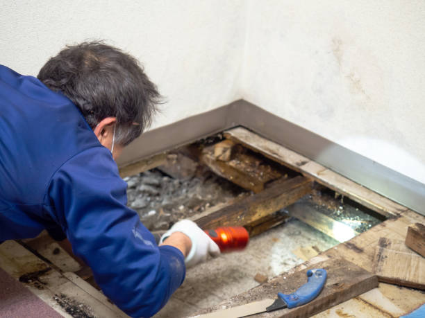 Best Crawl Space Mold Removal  in Lake St Croix Beach, MN