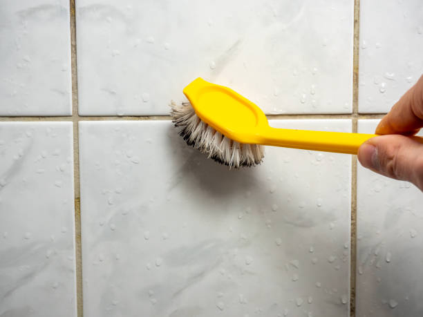 Best Mold Damage Repair  in Lake St Croix Beach, MN